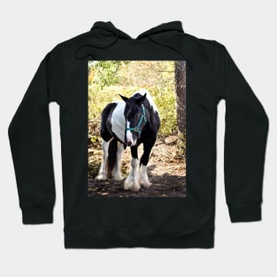 Drum horse Hoodie